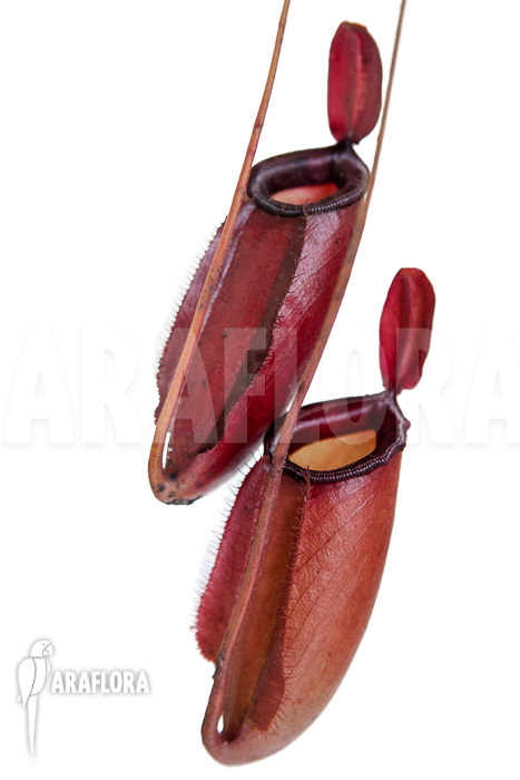 Nepenthes x Dark secret pitcher