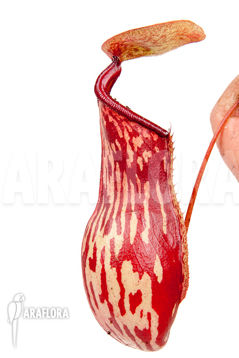 Nepenthes x ‘Gaya’