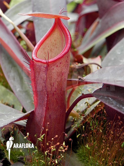 Nepenthes x ‘Rebecca Soper’
