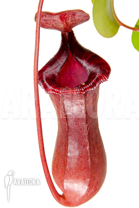 Nepenthes x lowii x ventricosa
