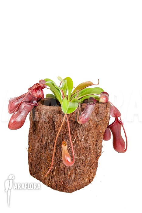 Nepenthes x lowii x ventricosa