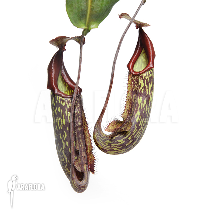 Nepenthes x maxima ‘Hybride’
