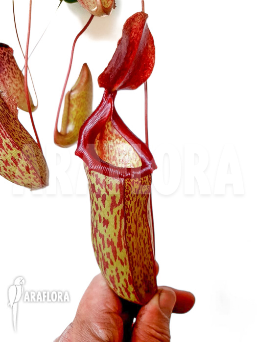 Nepenthes x sam