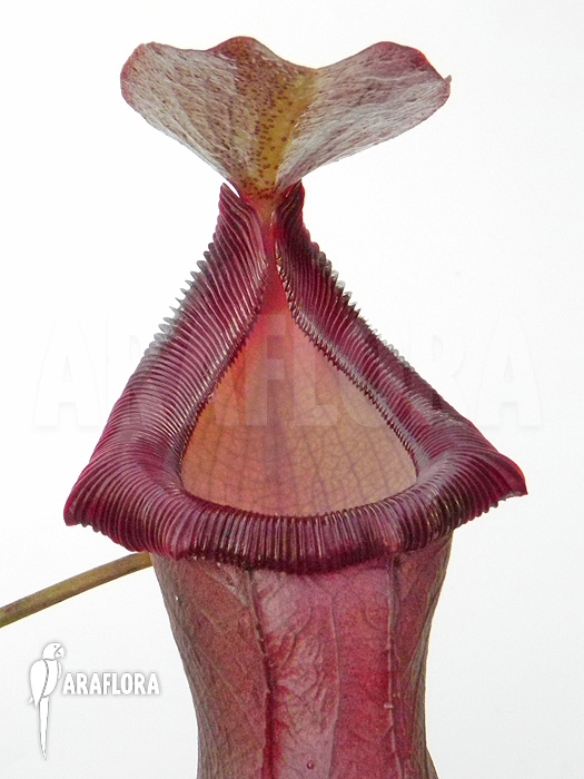 Nepenthes x singalana x ventricosa ‘L’