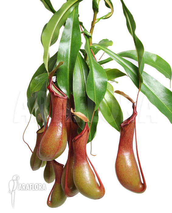 Nepenthes x ventrata ‘XL’