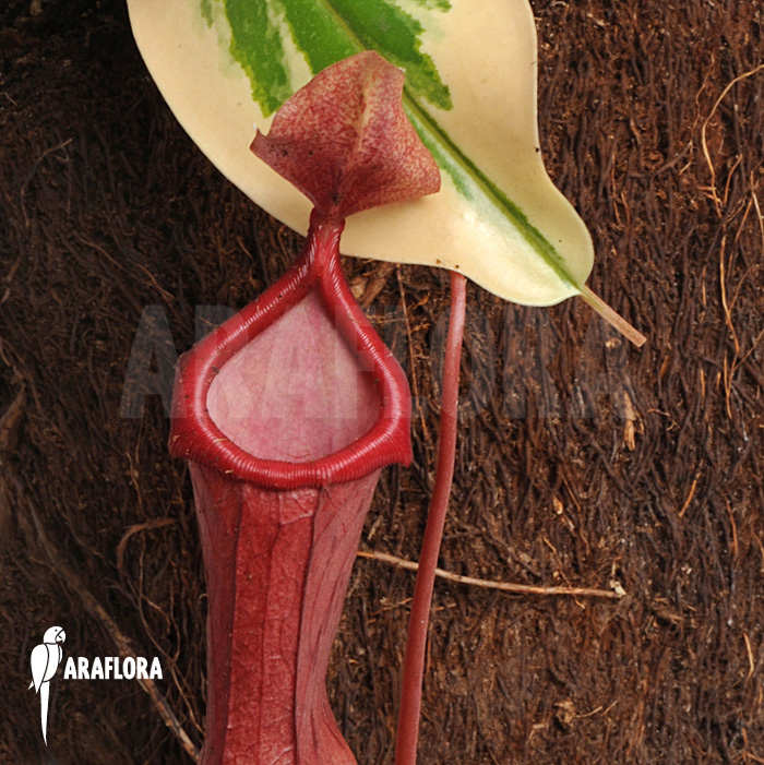 Nepenthes x ventrata ‘Variagated’