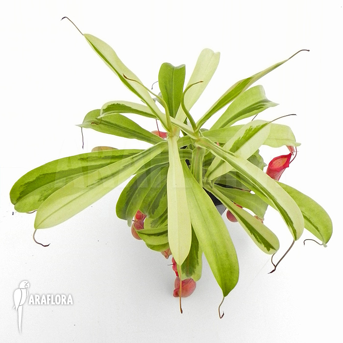 Nepenthes x ventrata ‘Variagated’
