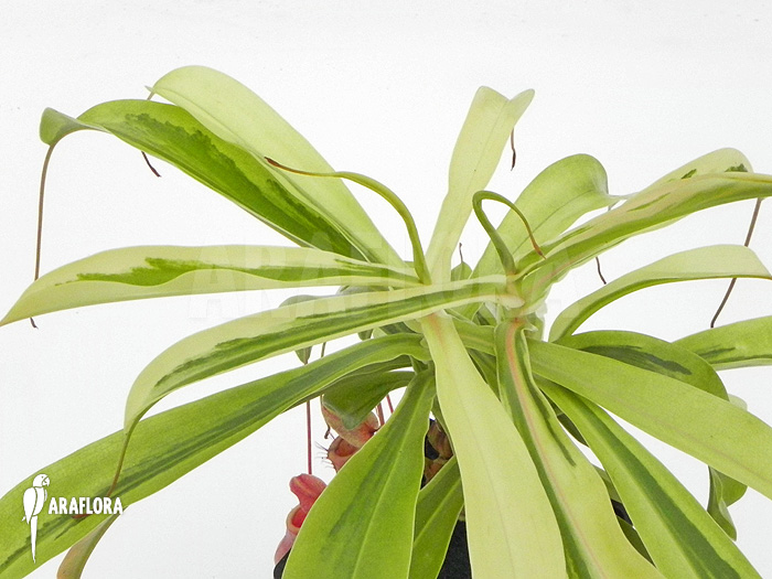 Nepenthes x ventrata ‘Variagated’