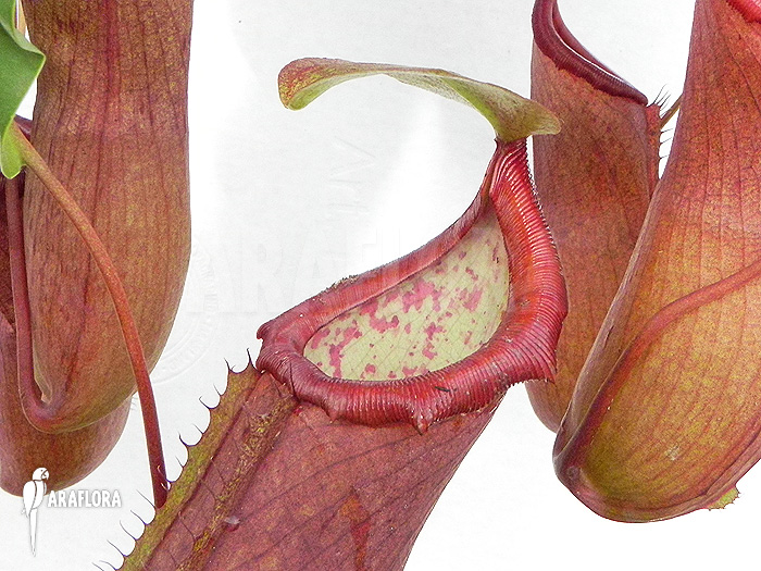 Nepenthes x ‘Linda’