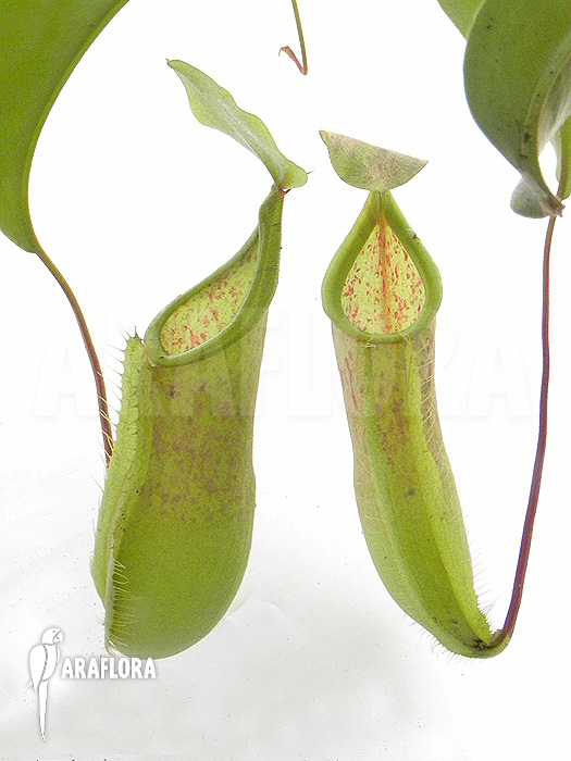Nepenthes x ‘Louise’