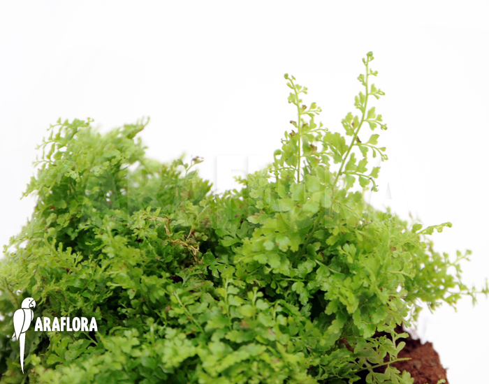 Nephrolepis exaltata ‘Marisa’