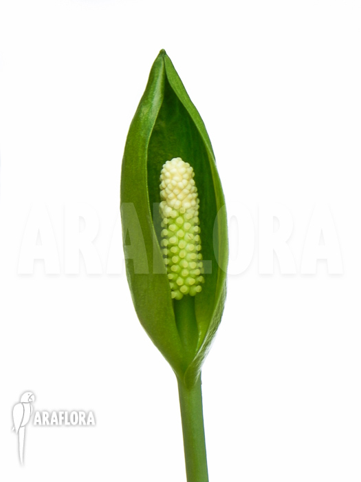 Nephtytis afzelii flower