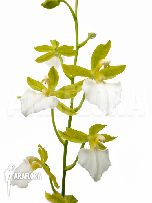 Odontoglossum bictoniense alba