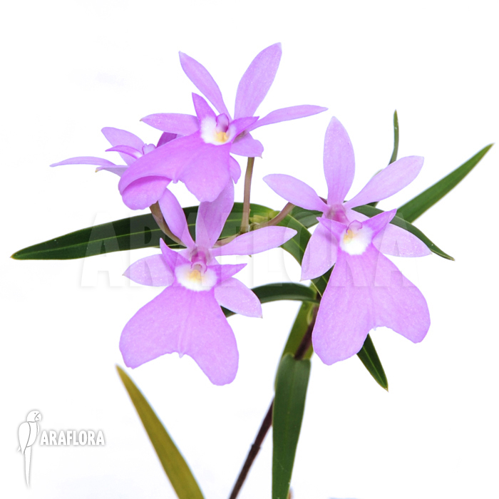 Oerstedella centradenia