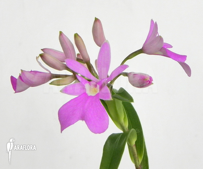 Oerstedella centradenia