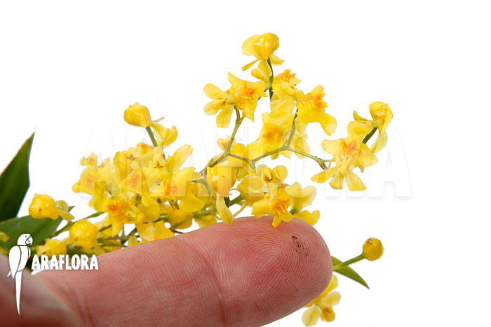 Oncidium ‘Twinkle pearl’