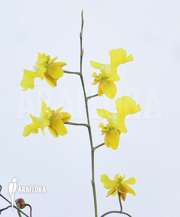 Oncidium onustum ‘L’