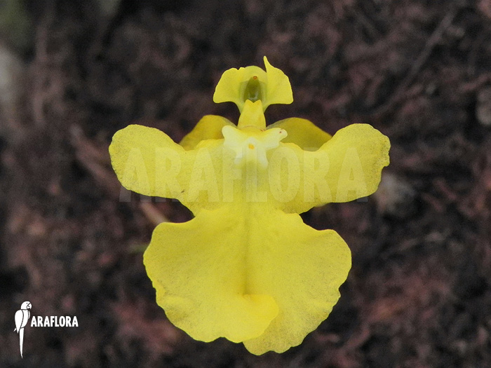 Oncidium x ‘Lemon surprise’