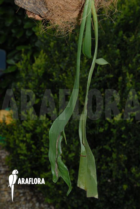 Ophioglossum pendulum