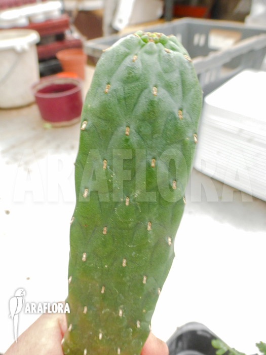 Opuntia consolea rubescens ‘L’