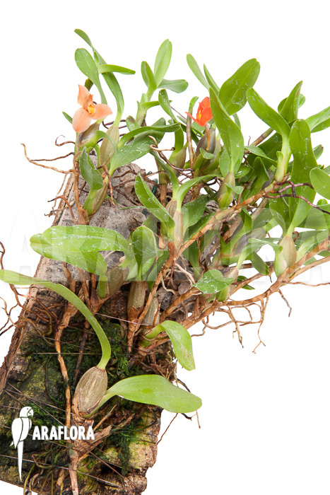 Ornithidium sophronitis ‘mounted’