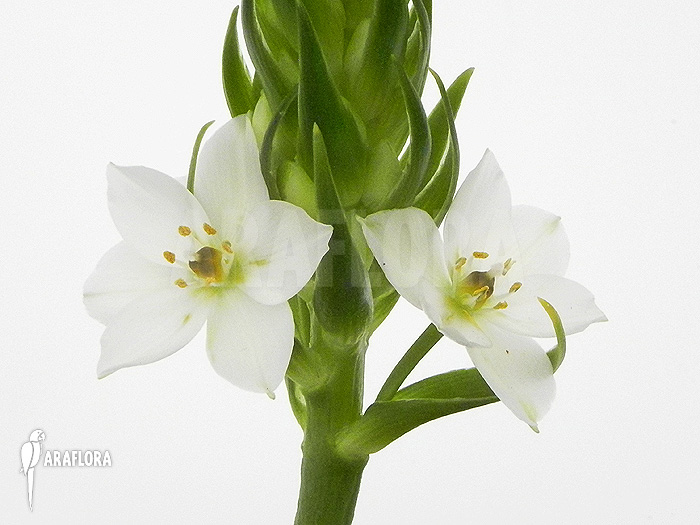 Ornithogalum thyrsoides