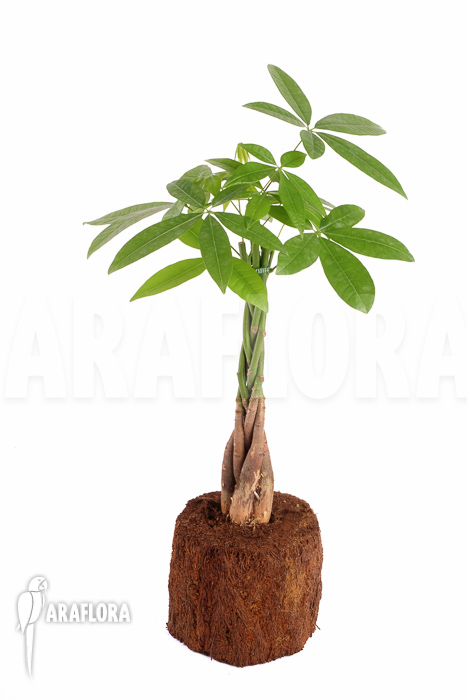 Pachira aquatica ‘M’