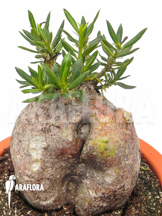 Pachypodium bispinosum