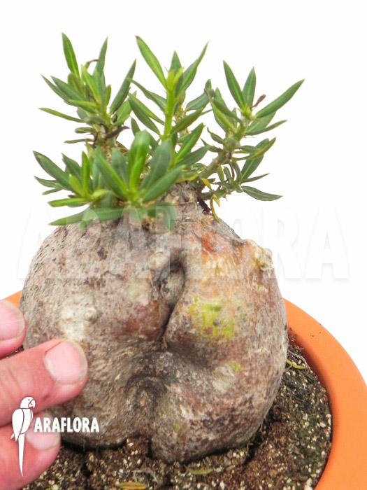 Pachypodium bispinosum