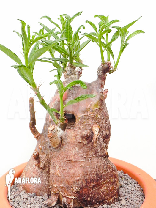 Pachypodium succulentum