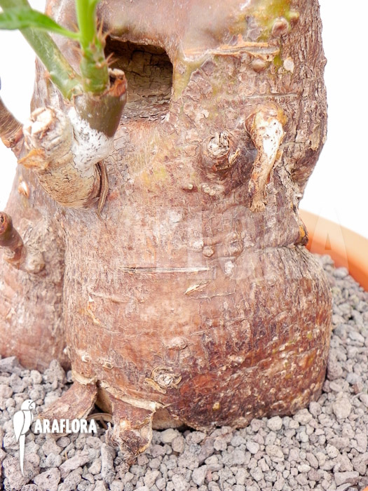 Pachypodium succulentum