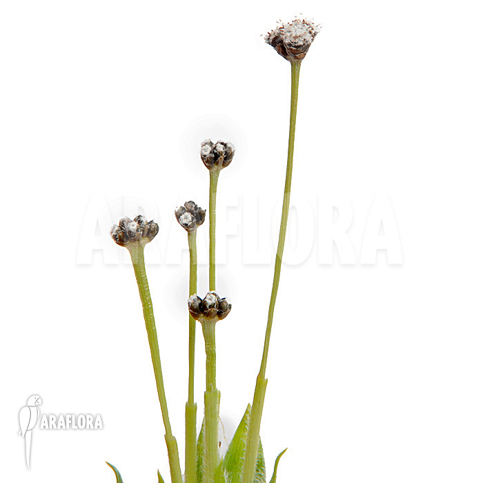 Paepalanthus costaricensis flower detail