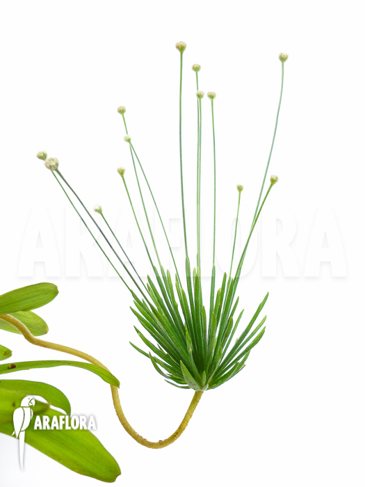 Paepalanthus species Cerro Neblinae