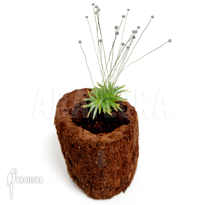 Paepalanthus tortilis