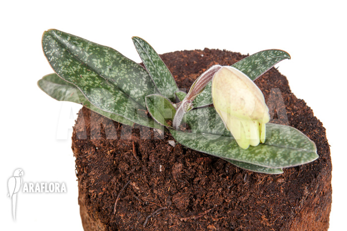 Paphiopedilum concolor