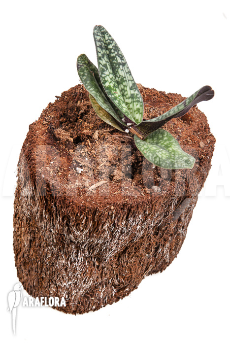 Paphiopedilum delenatii