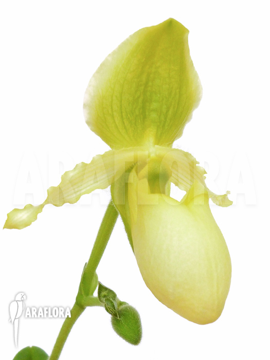 Paphiopedilum pinocchio