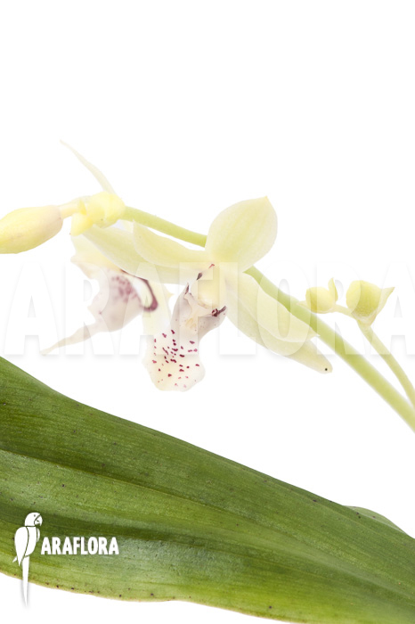 Paradisanthus micranthus