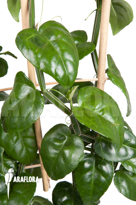 Parthenocissus quadragfolia