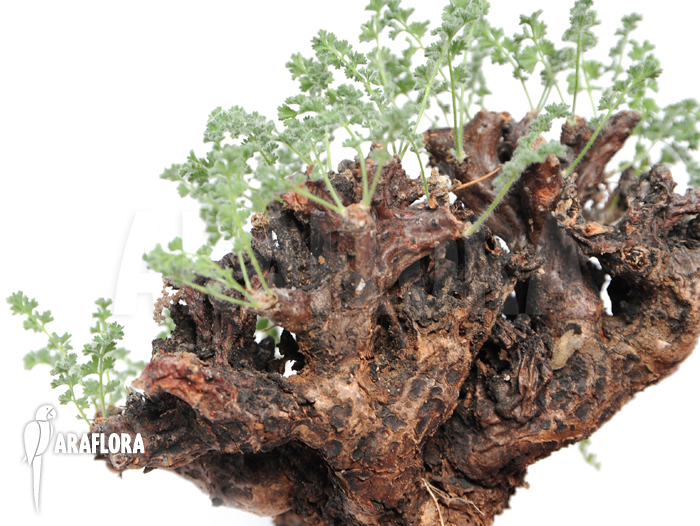 Pelargonium alternans