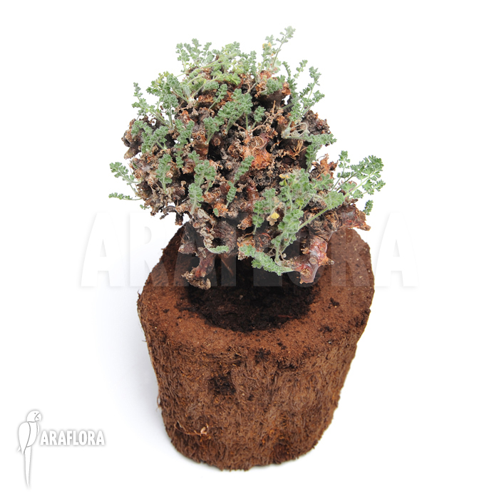 Pelargonium alternans