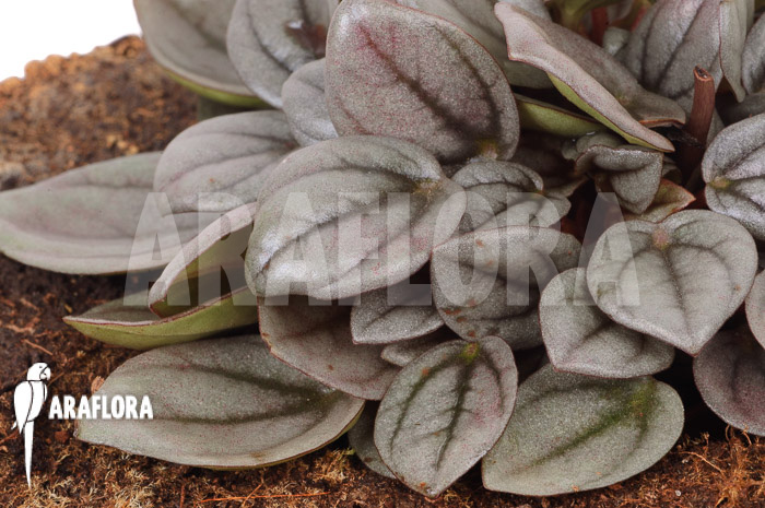 Peperomia ‘Milano’