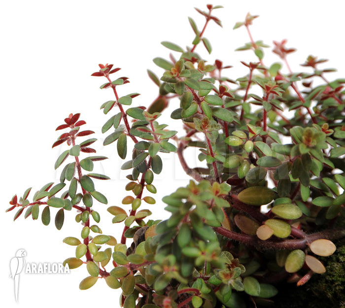 Peperomia aceramarcana
