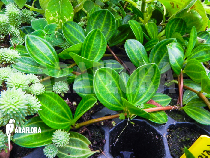 Peperomia dahlstedtii