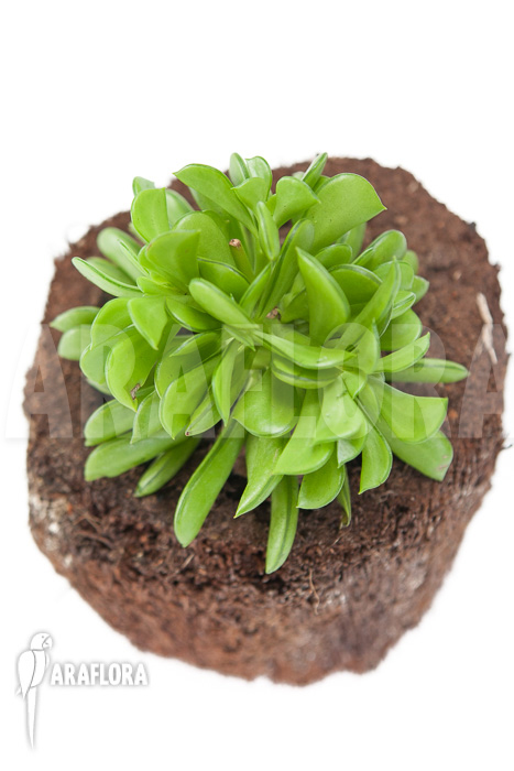 Peperomia dolabriformis