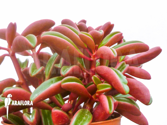 Peperomia graveolens