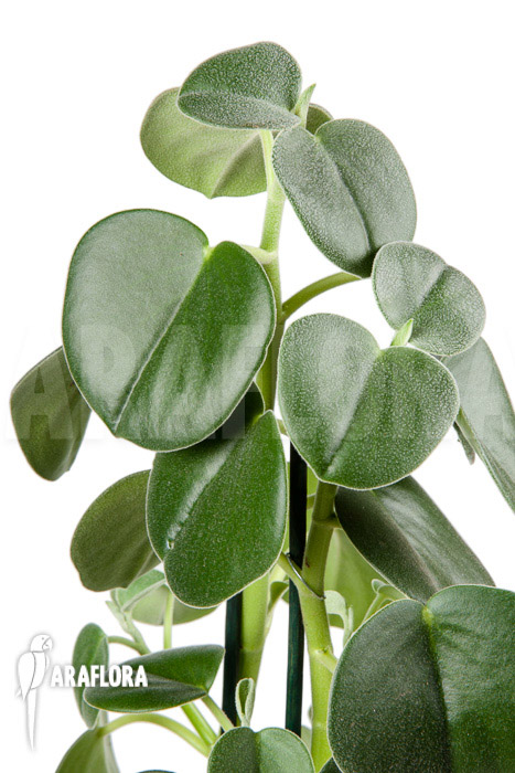 Peperomia hovaria