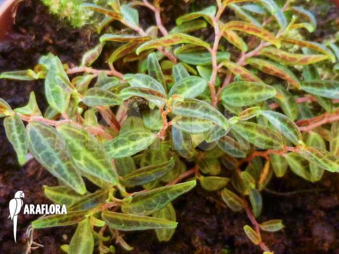 Peperomia jamesoniana ‘S’