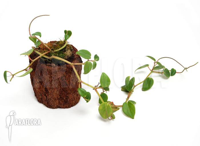 Peperomia macrostachya
