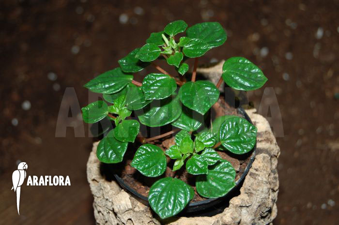 Peperomia meridiana